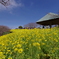 小山から
