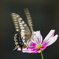 揚羽蝶と秋桜