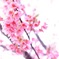 河津桜