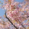 河津桜