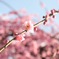 日本の風景17