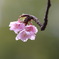 寒桜