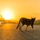 猫と夕日。