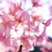 河津桜①