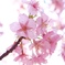 河津桜③