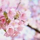 河津桜④