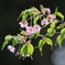 河津桜
