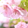 河津桜