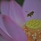 古代蓮と蜜蜂...