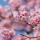 河津桜