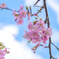 君津市 久留里城の河津桜