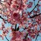 おかめ桜