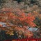 赤い橋と紅葉
