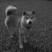 犬