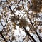 日差しをバックにした桜