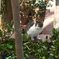 2018.3.12　神戸中央区　三四公園の猫