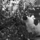 2018.3.12　神戸中央区　三四公園の猫
