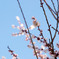 30.3.12梅3