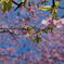 河津桜　１４
