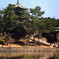 興福寺と猿沢池