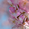 三浦海岸で河津桜を撮る