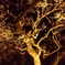 夜梅03