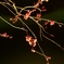 夜梅04