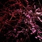 夜梅05