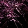 夜梅06