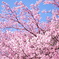 新宿御苑の寒桜