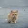 野良猫