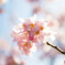 桜①
