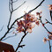 桜②