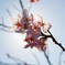 桜③