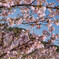 桜④