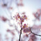 桜⑤