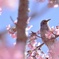 河津桜に囲まれて