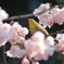 メジロ君と大寒桜(^^)/