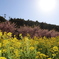 河津桜と菜の花