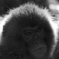 ニホンザル