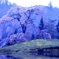 与一のしだれ桜