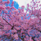 河津桜