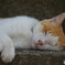 ねこ