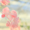 花澄 -1