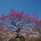 梅の花