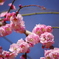 梅の花