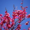 梅の花