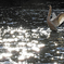 Cygne