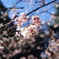 Spring has come