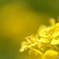 菜の花